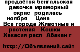 продаётся бенгальская девочка(мраморный окрас).родилась 5ноября, › Цена ­ 8 000 - Все города Животные и растения » Кошки   . Хакасия респ.,Абакан г.